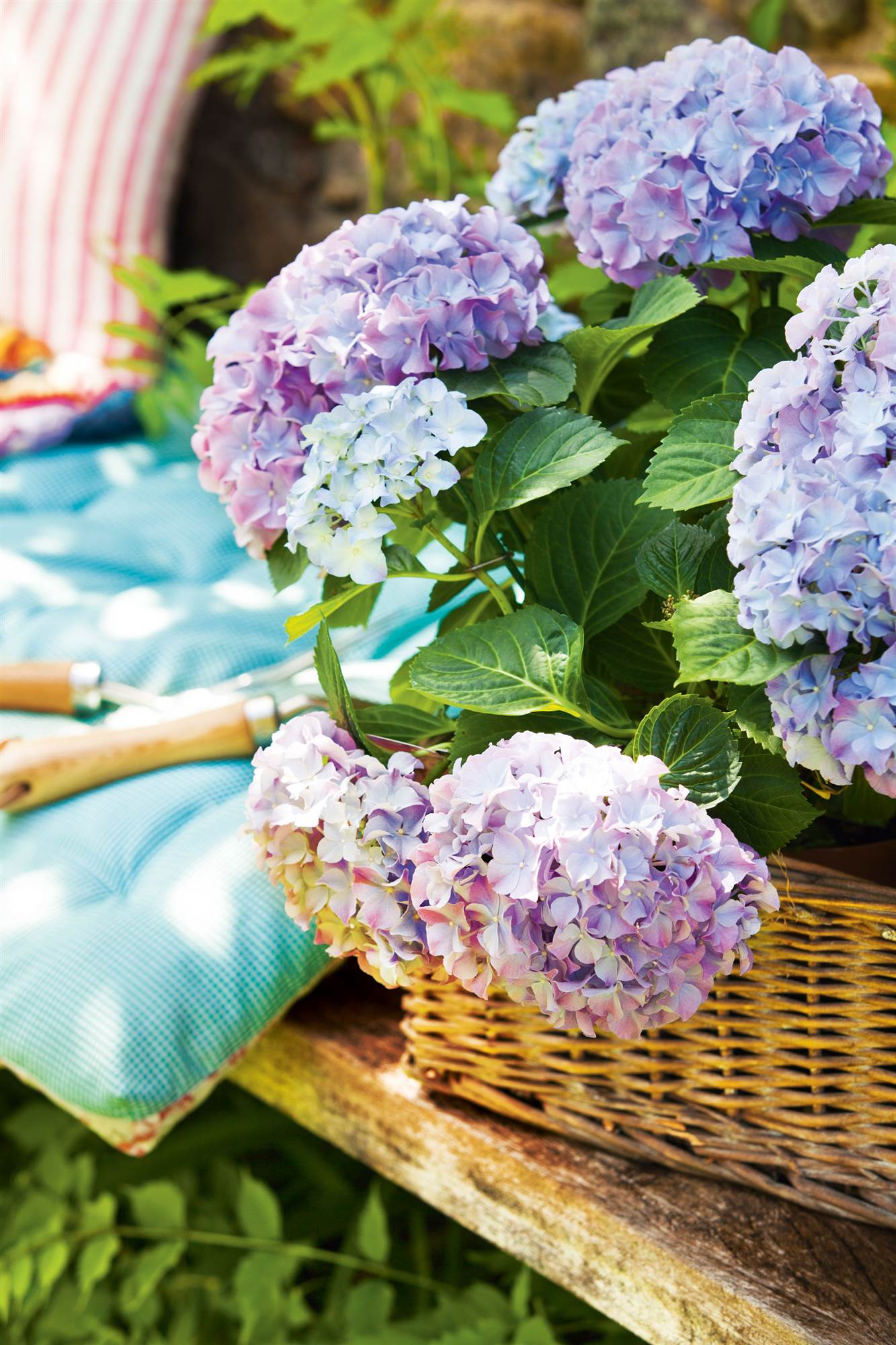 Hortensias en cesta.