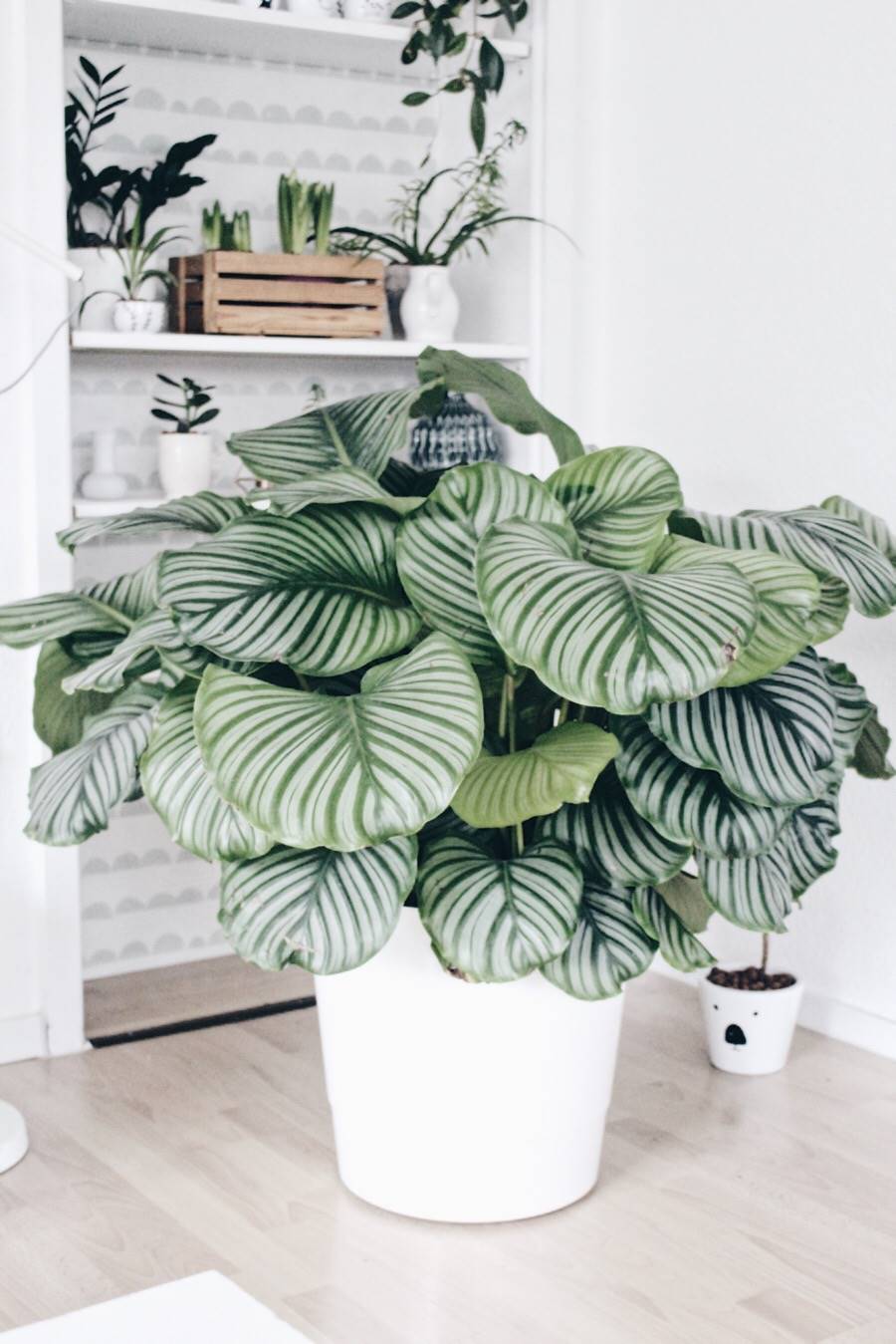 Planta de interior Calathea.