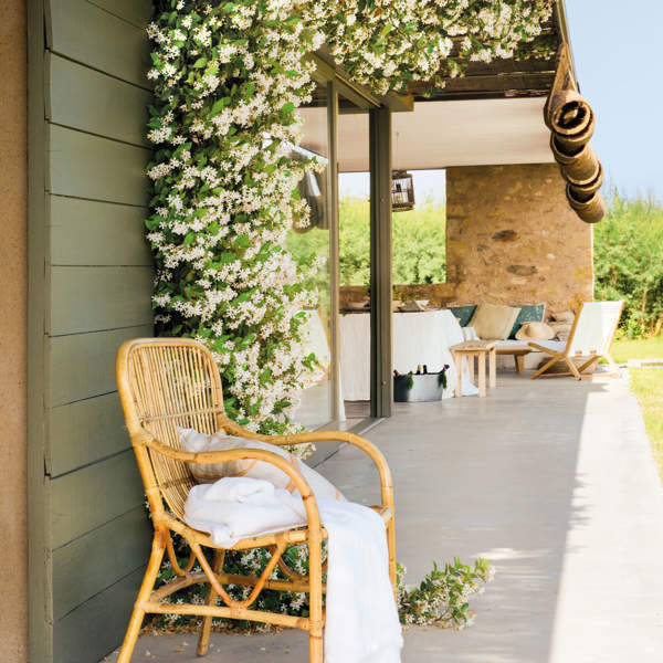 Las 7 plantas trepadoras y enredaderas más bonitas y resistentes para decorar la pérgola del jardín o terraza