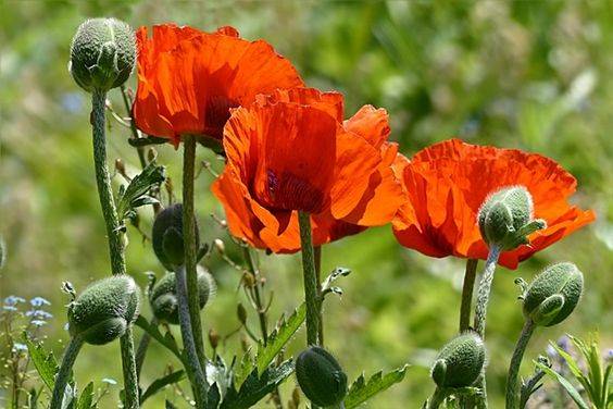 Plantas medicinales: amapola.  