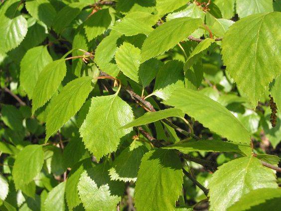 Plantas medicinales: abedul. 