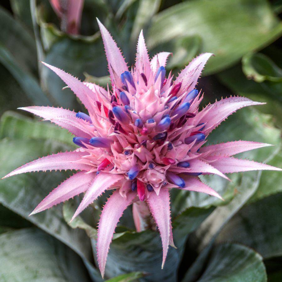 Planta de interior Aechmea.