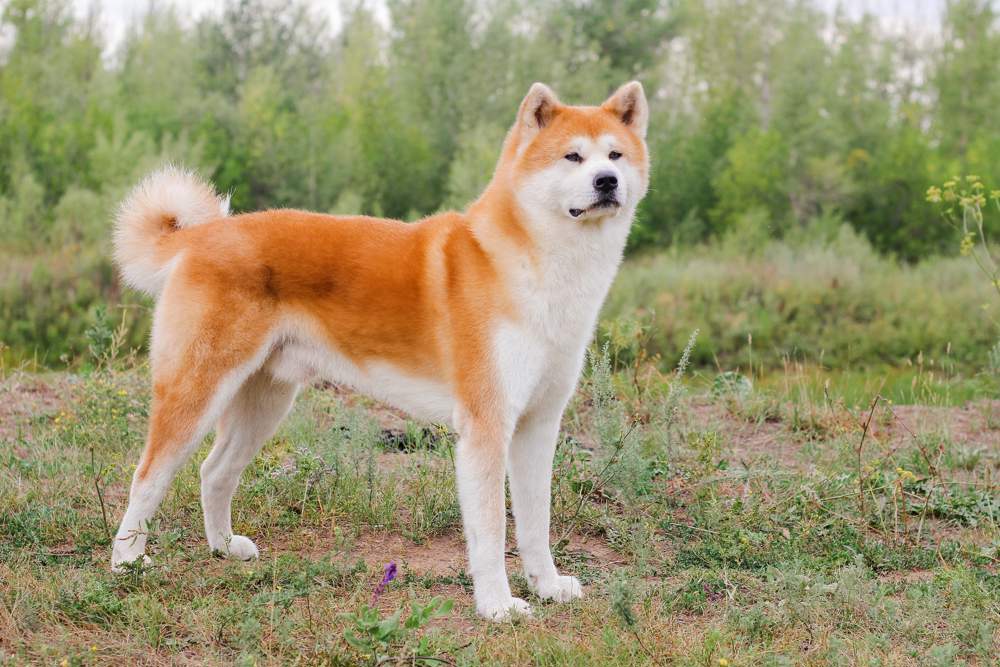 Perro akita inu