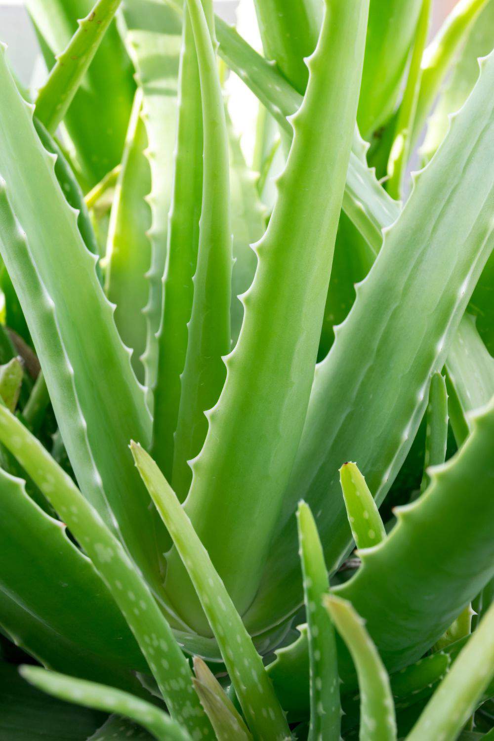 Aloe vera