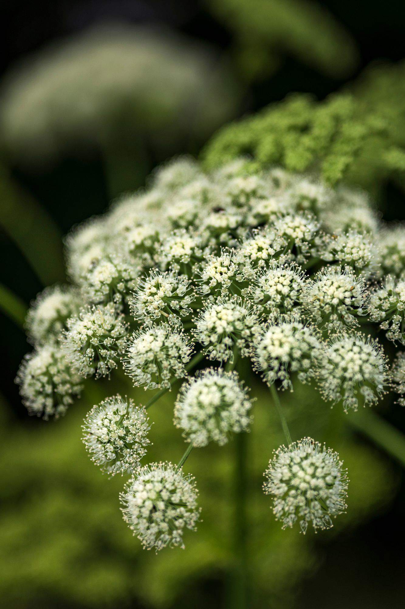 Planta medicinal angélica.