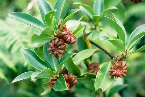 Plantas medicinales: anís. 