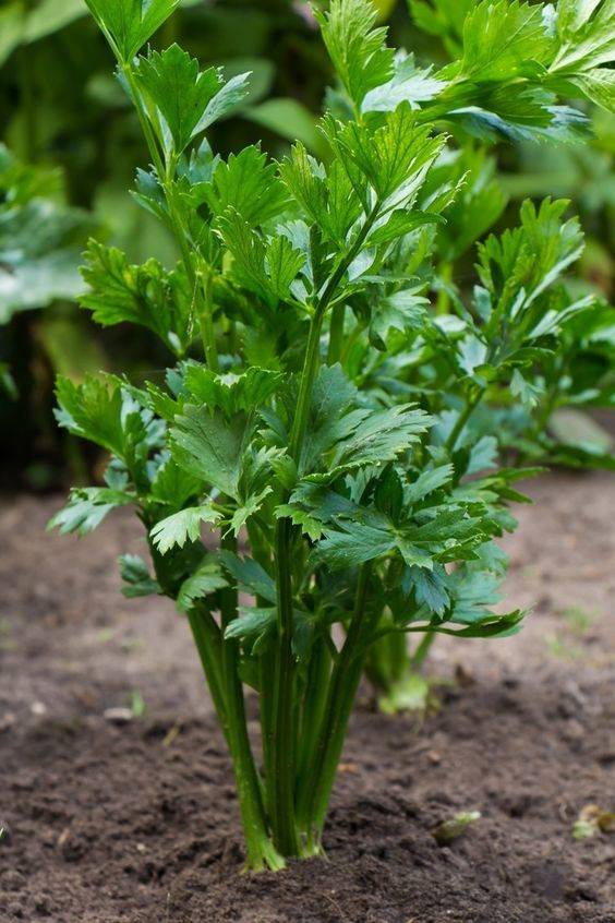 Plantas medicinales: apio. 