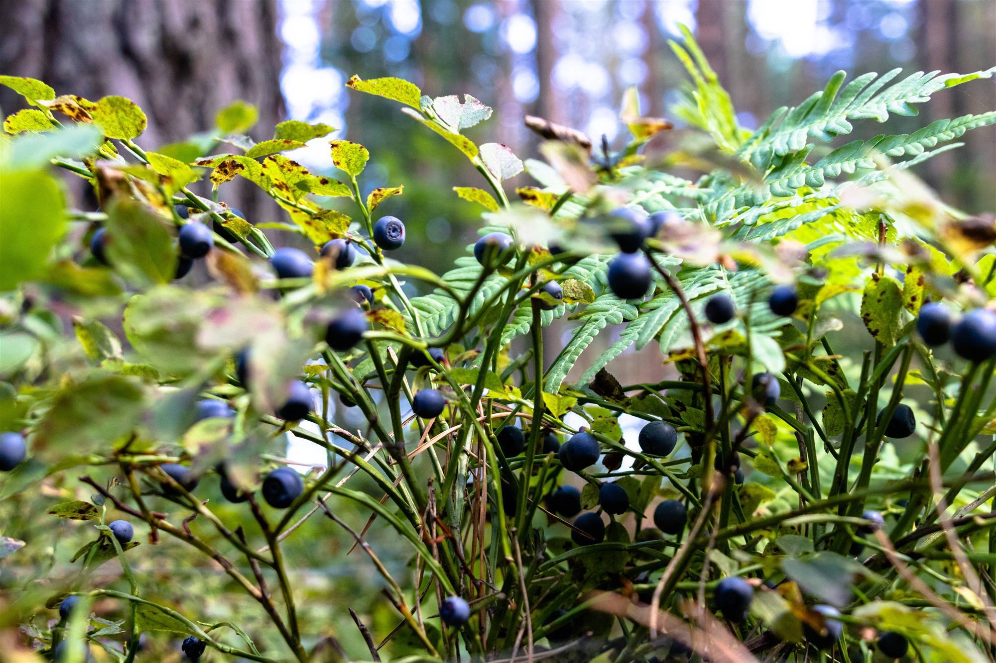 Plantas medicinales: arándanos. 