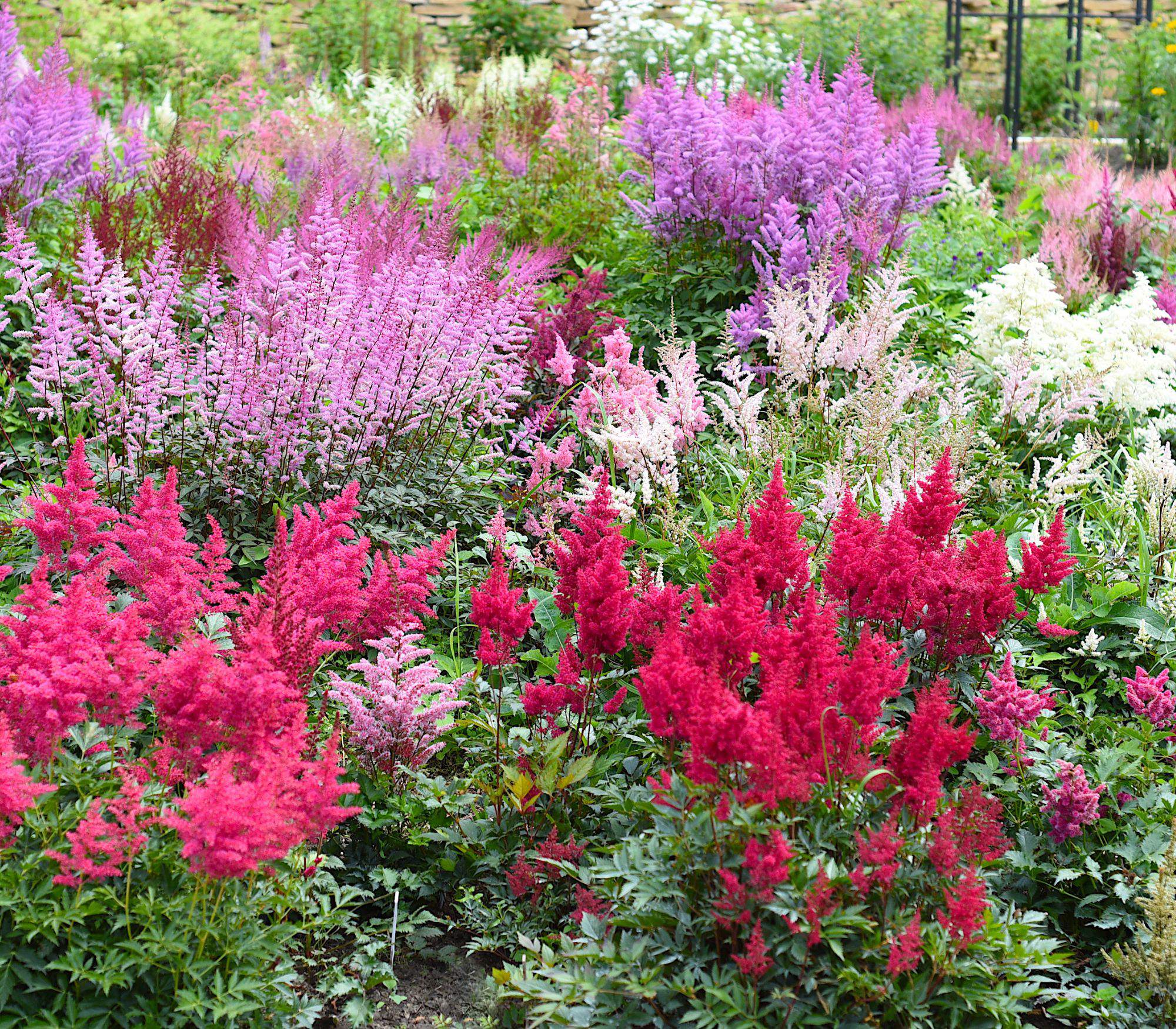 Astilbes