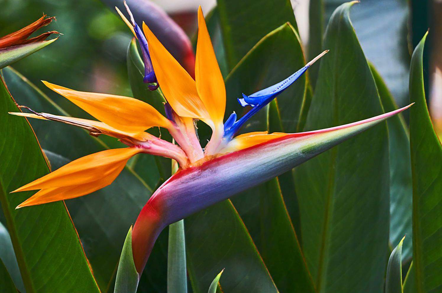 Ave del Paraíso o Strelitzia.