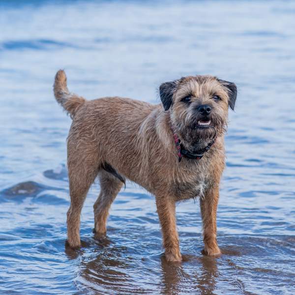 Border terrier: una raza de perros de aspecto rústico ideal para la vida en el campo