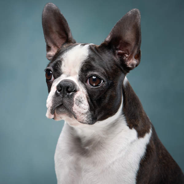 Boston terrier, el ''caballero americano'' que surgió del cruce del bulldog inglés y el terrier blanco inglés: características, cuidados y mucho más