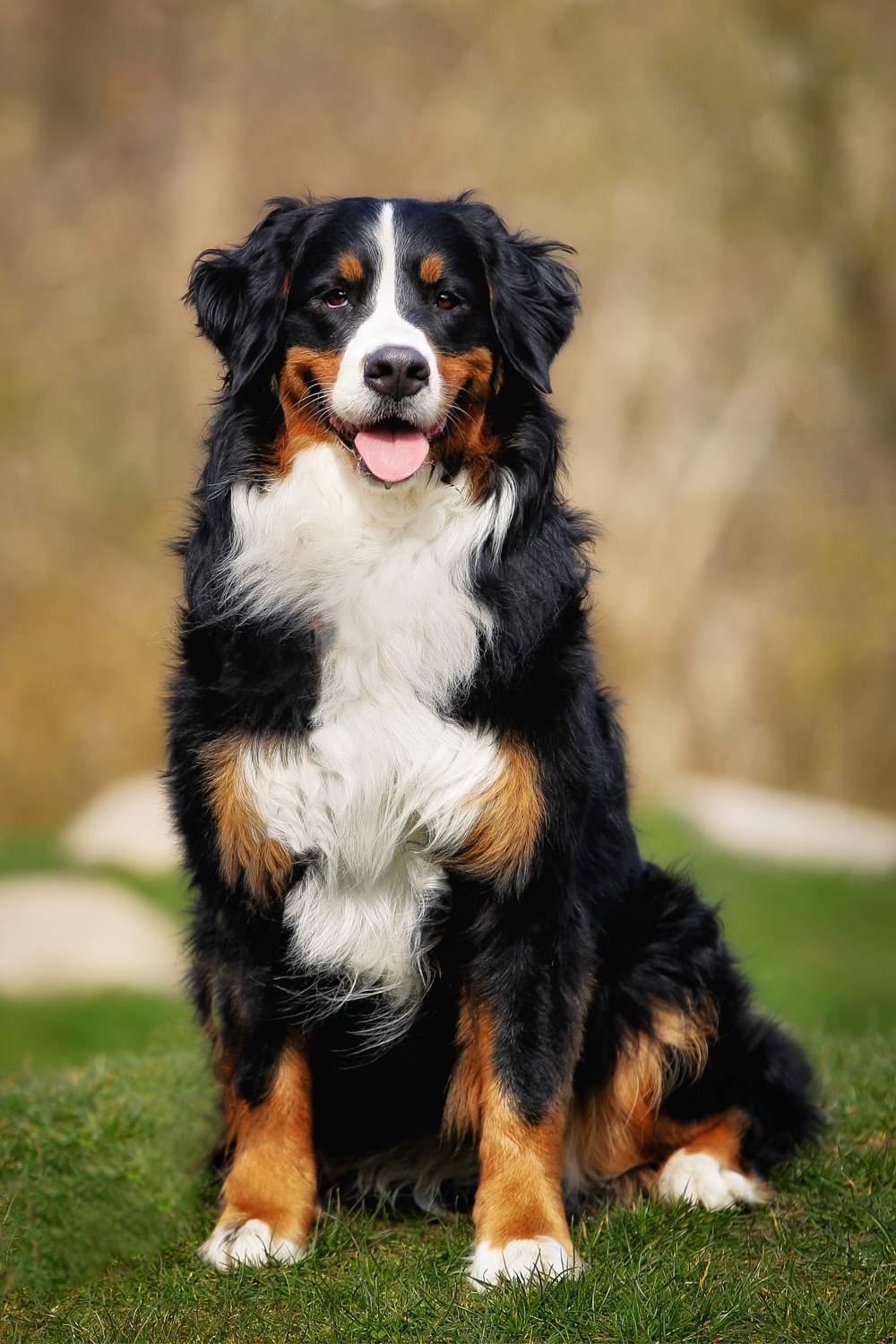 Perro boyero de Berna