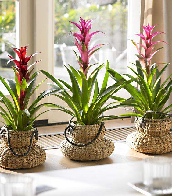 Bromelia.