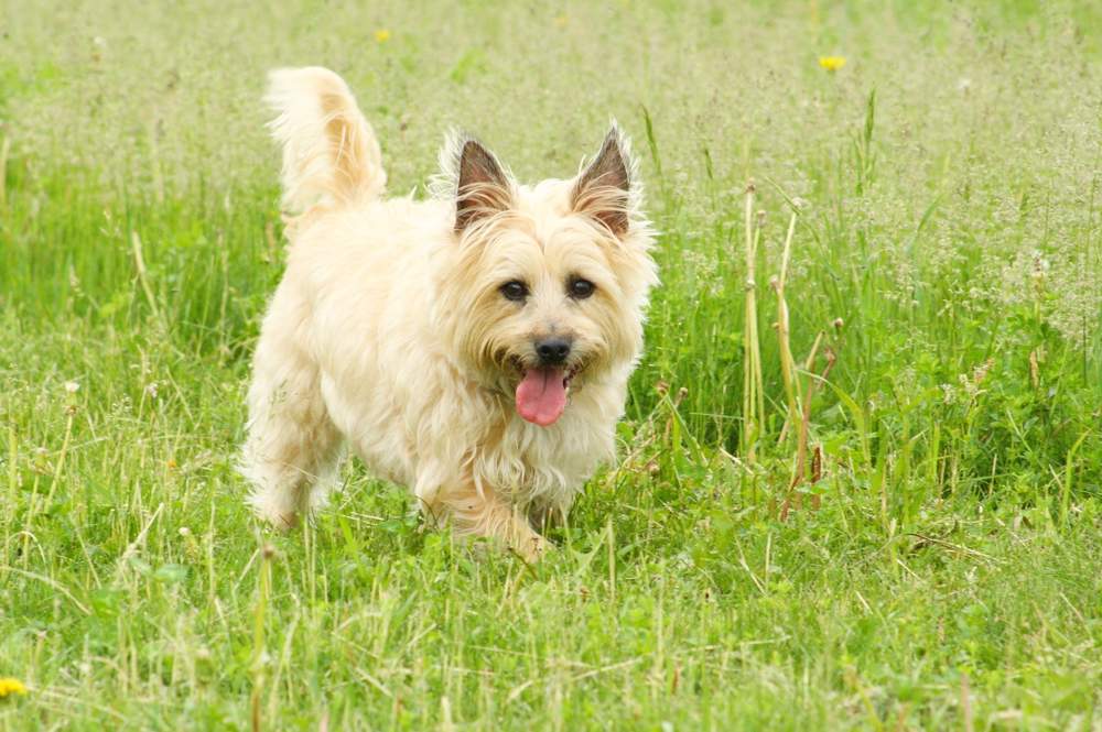 Cairn terrier.