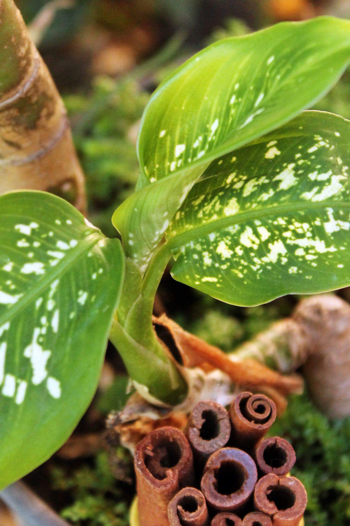 Planta medicinal Canela.