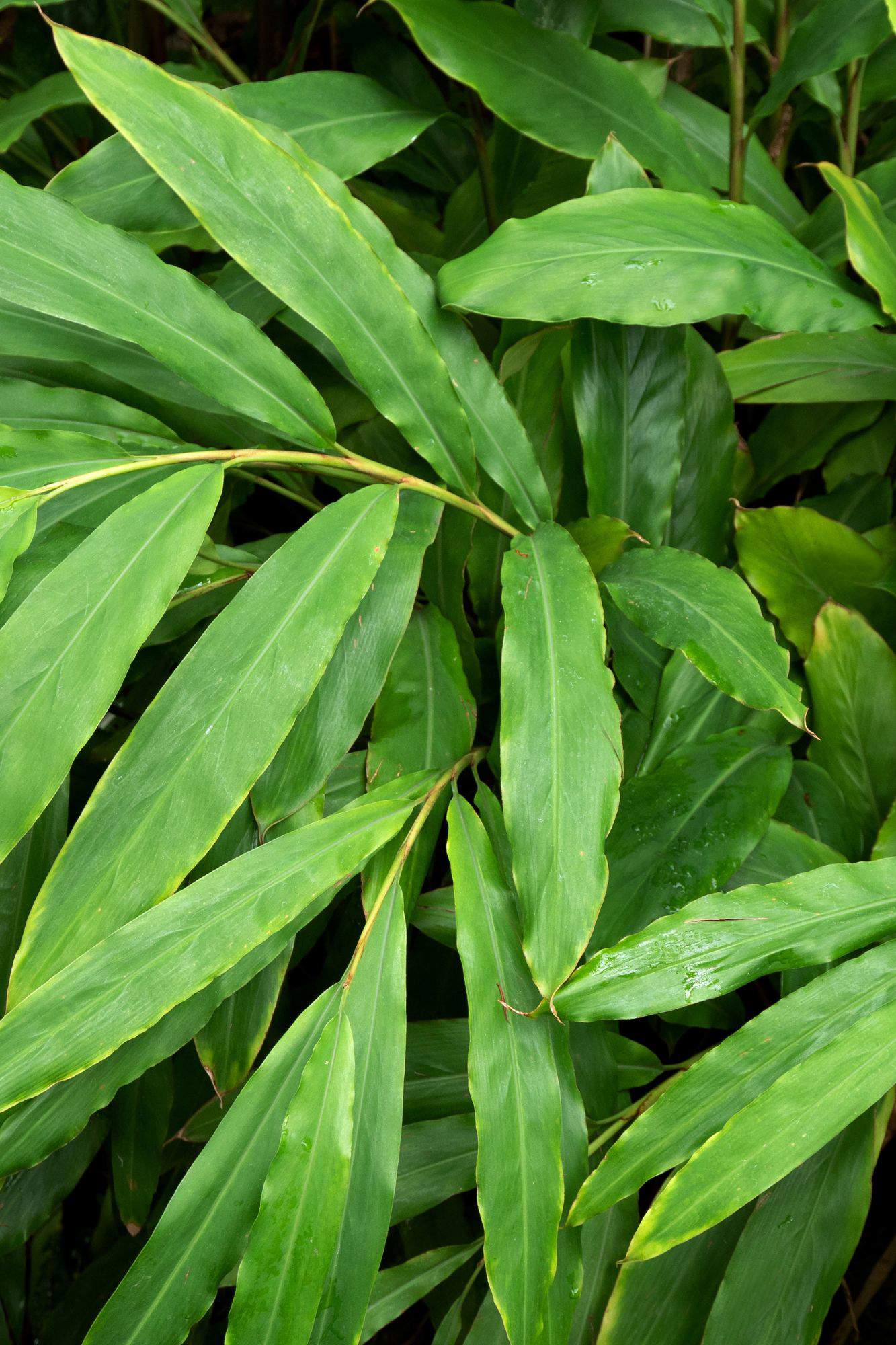 Planta medicinal Cardamomo.