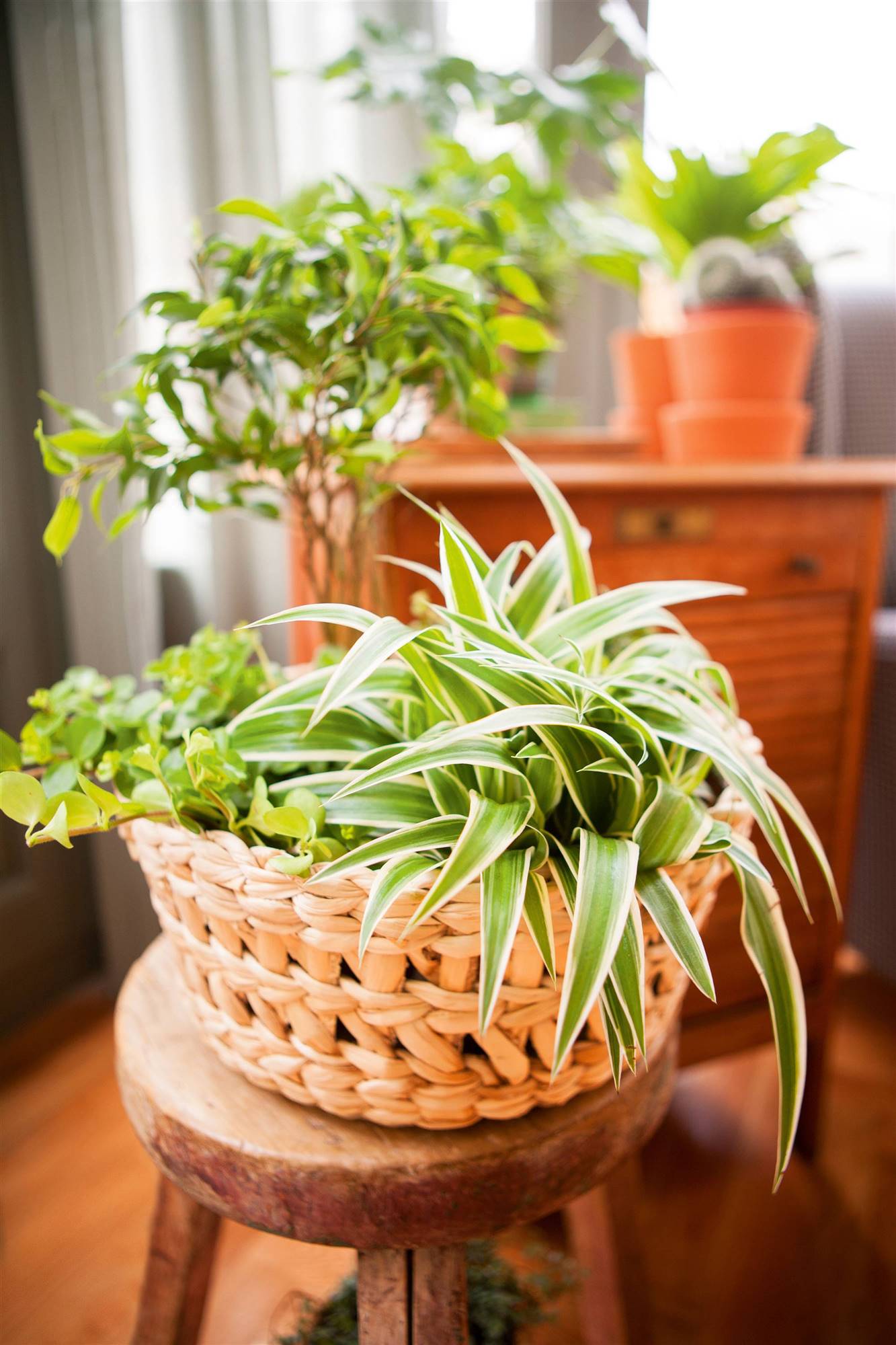 Planta de interior Cinta en maceta de mimbre.