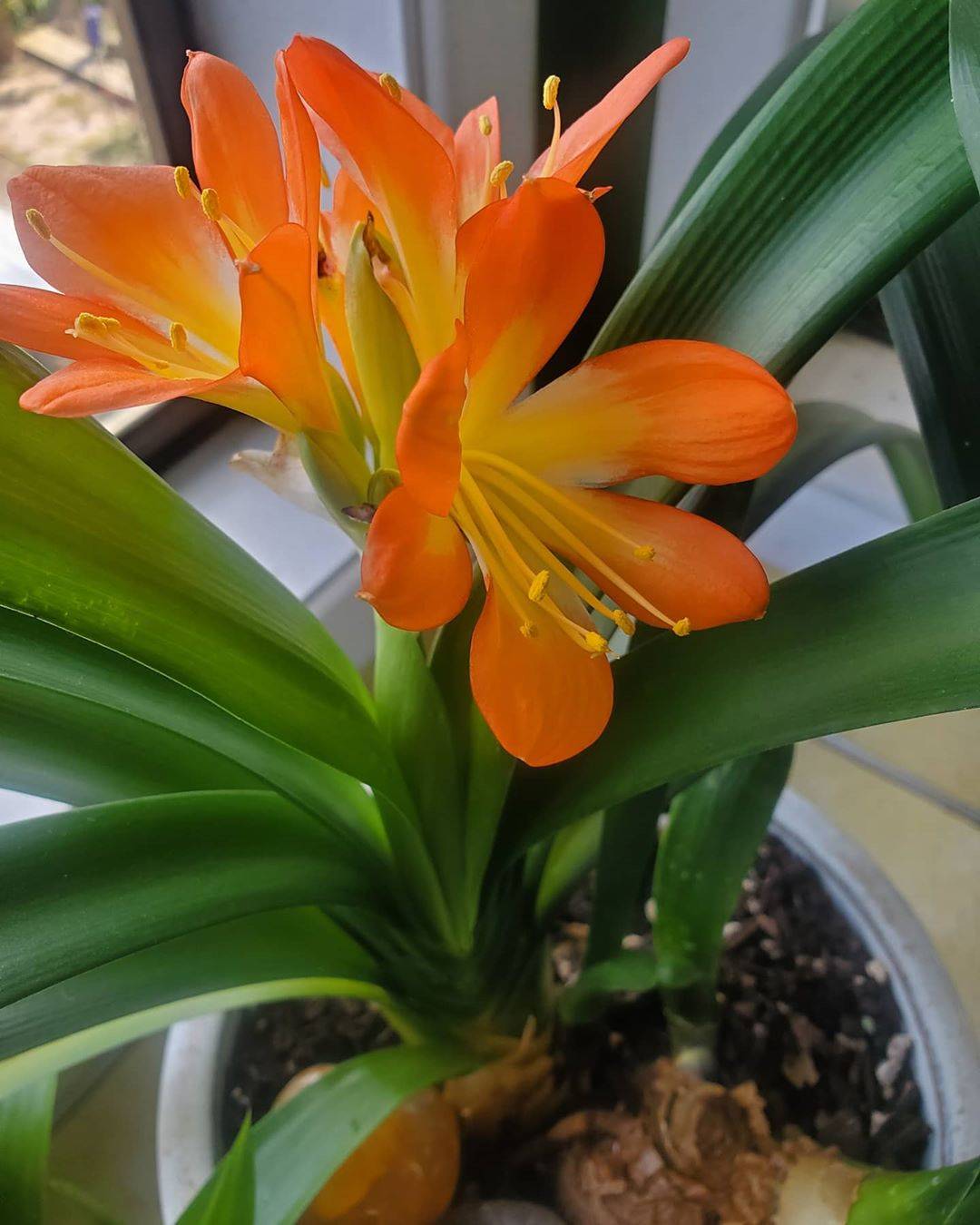 Planta de interior Clivia.