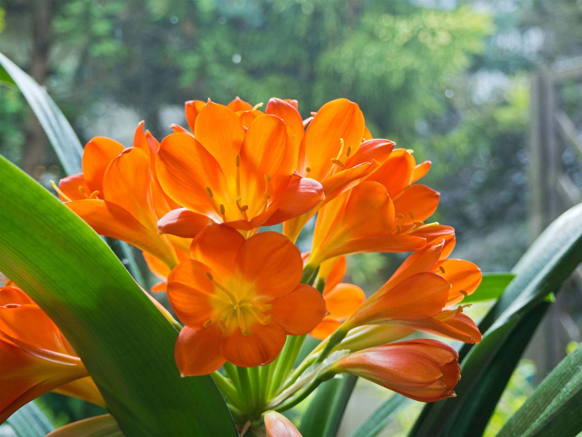 Clivia 