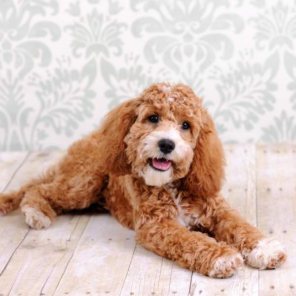 Cockapoo: el adorable perro que surgió del cruce entre un caniche y un cocker spaniel