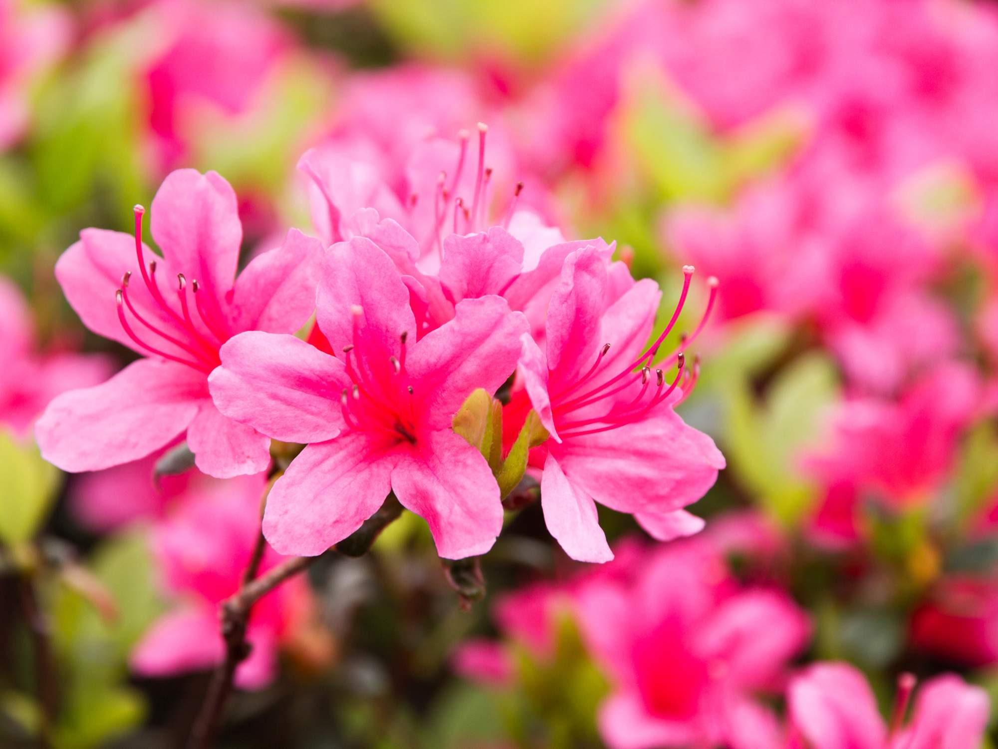 Cómo cultivar azaleas en maceta