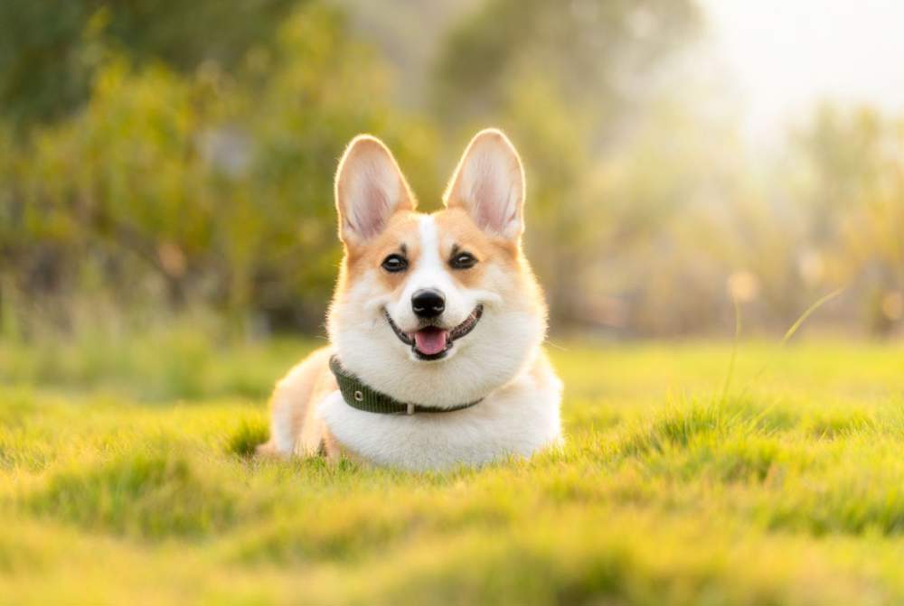 Perro corgi