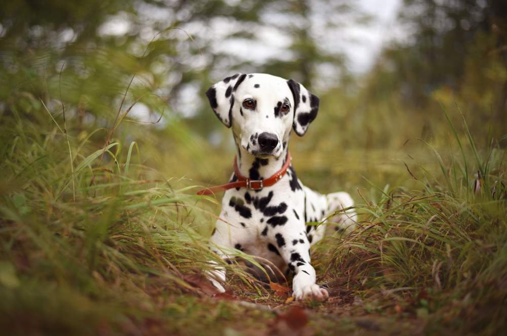 Perro dálmata