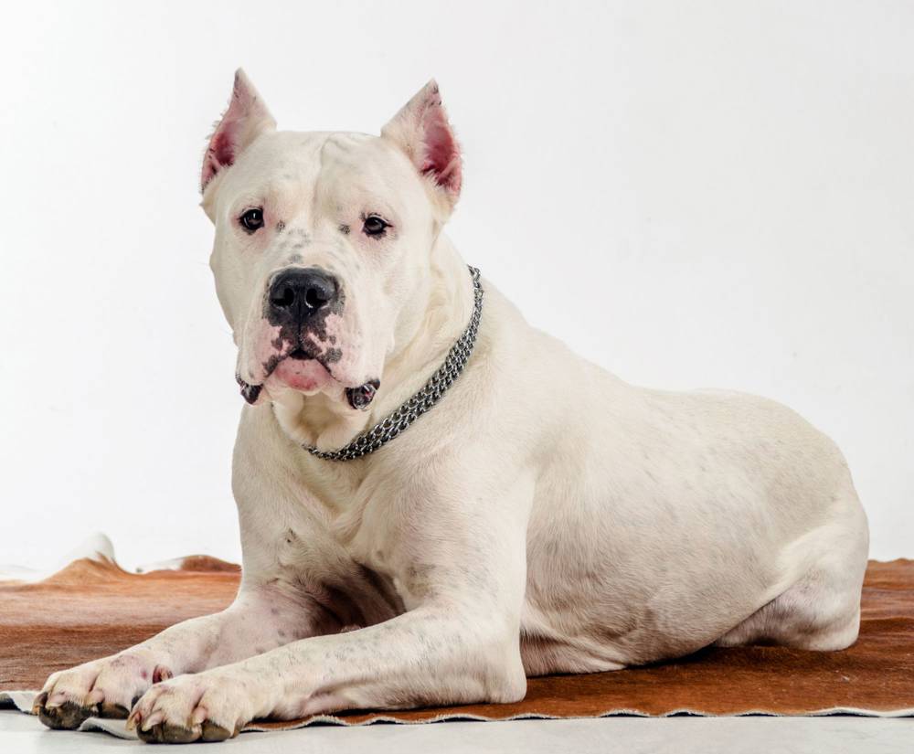 Perro dogo argentino