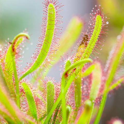 Drosera-planta-carnivora