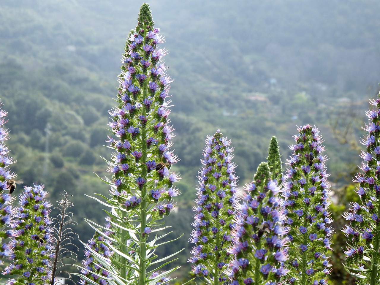 Echium