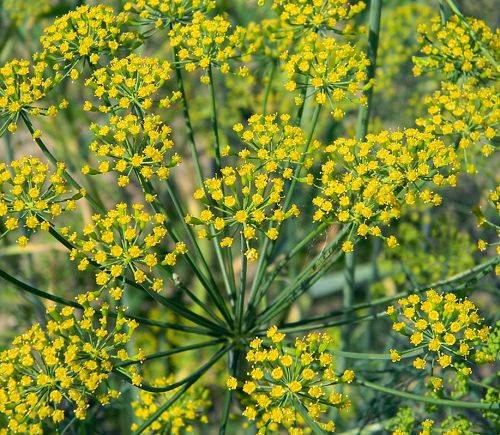 Plantas medicinales: eneldo. 