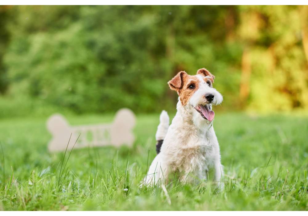 Perro fox terrier