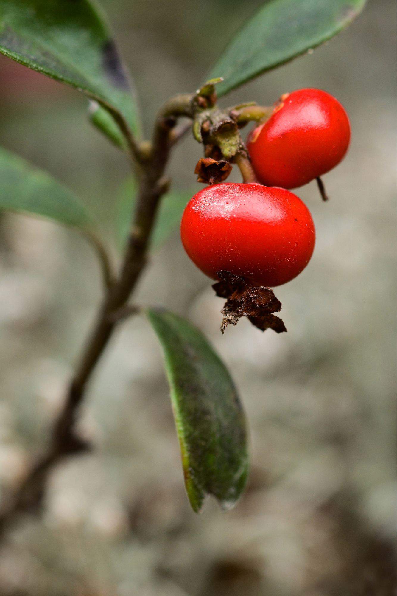 Planta medicinal Gayuba.