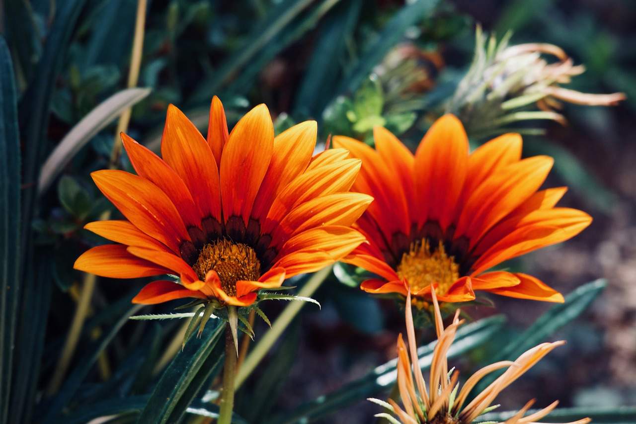 Gazanias.