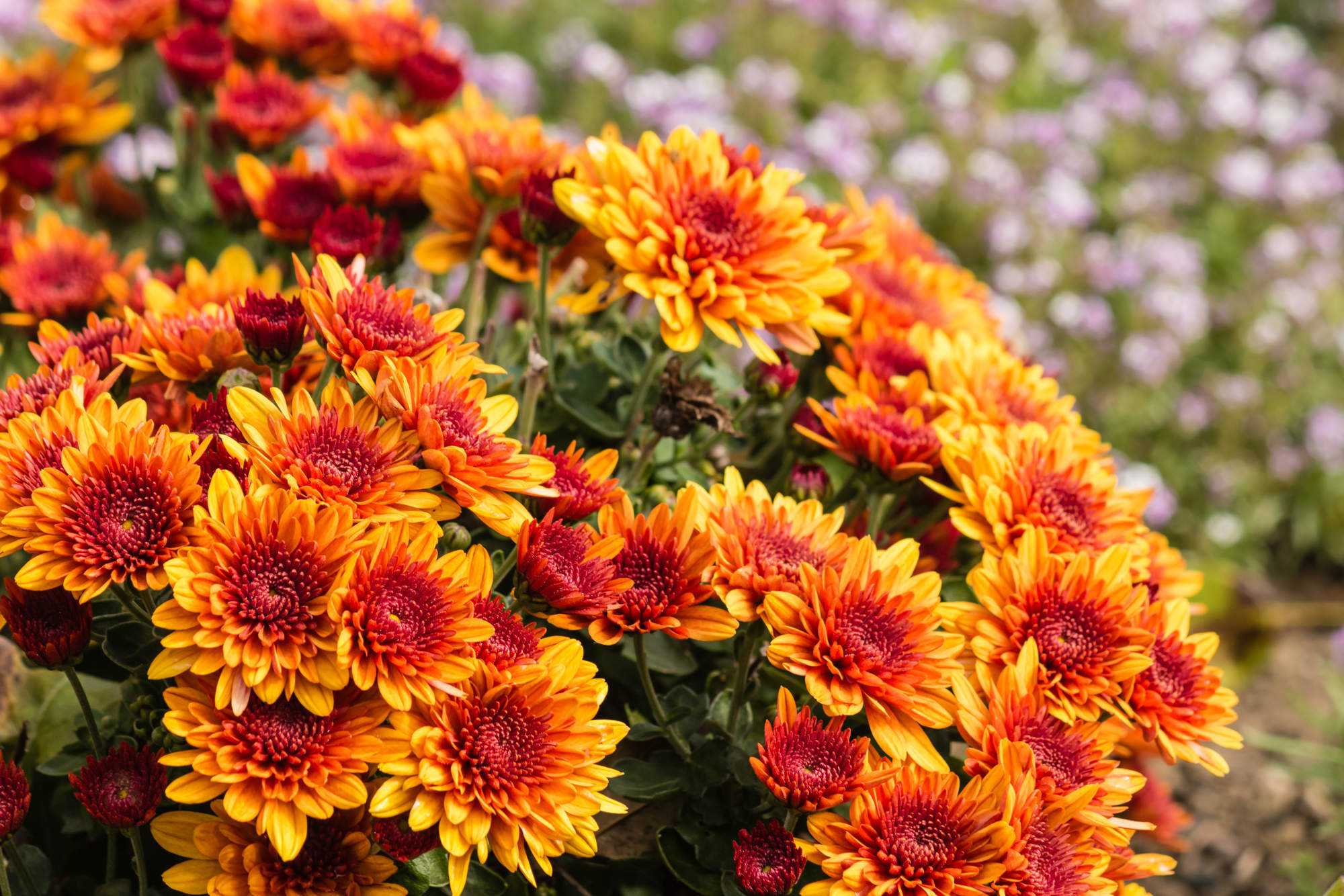 Gerbera