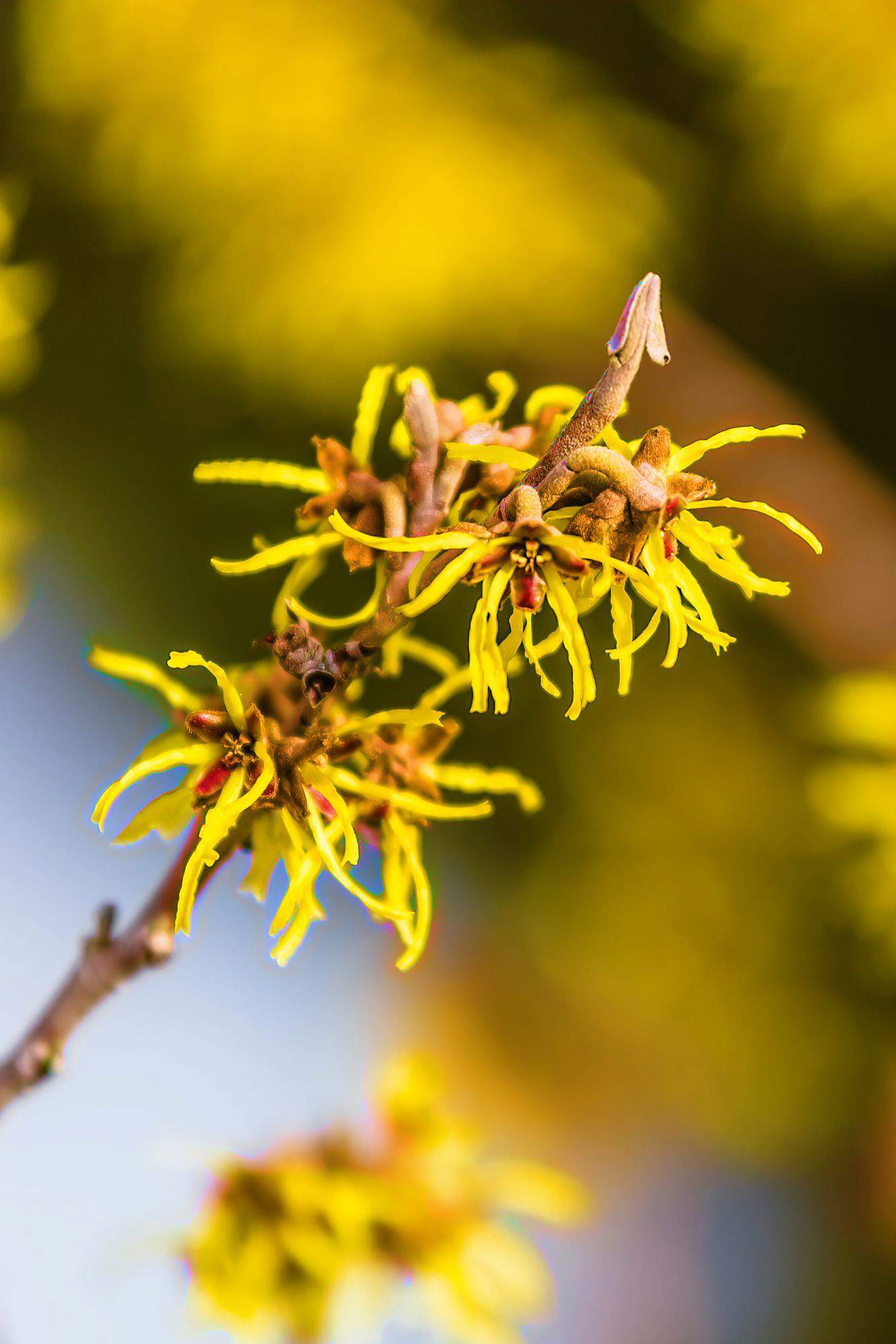 Planta medicinal hamamelis.