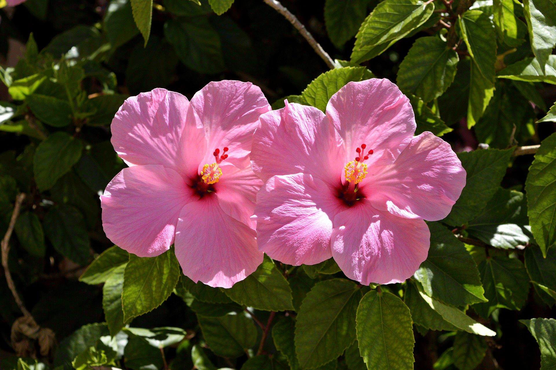 hibisco