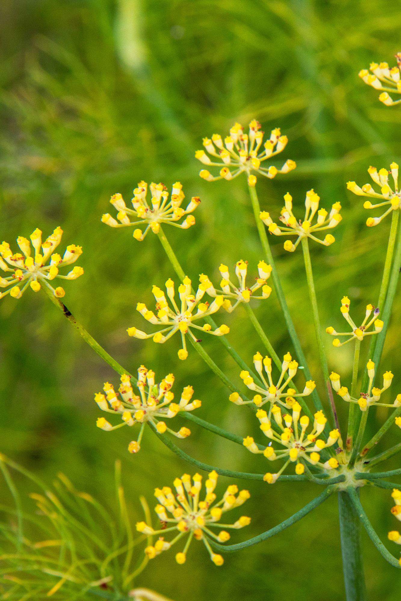 Planta medicinal Hinojo.