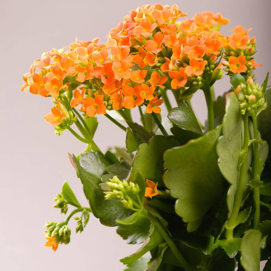 Planta de interior Kalanchoe.