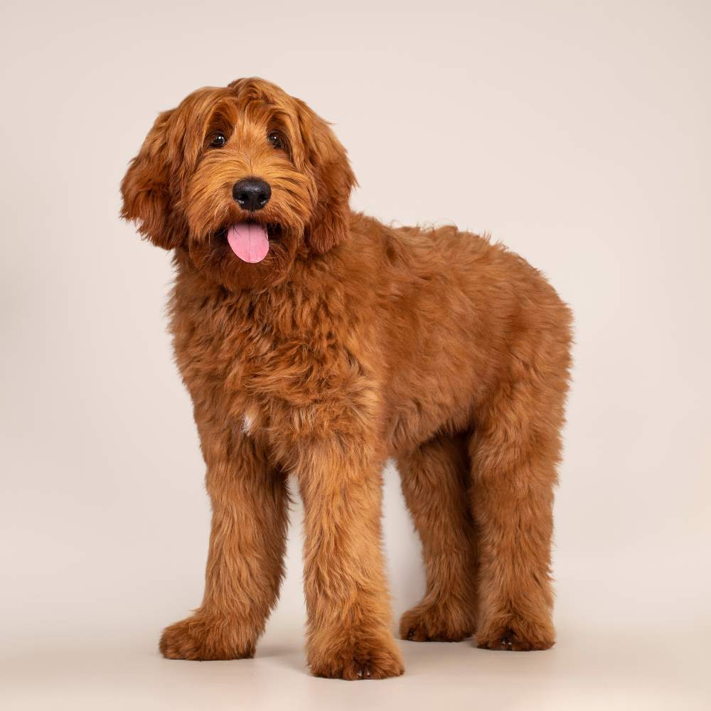 Perro labradoodle