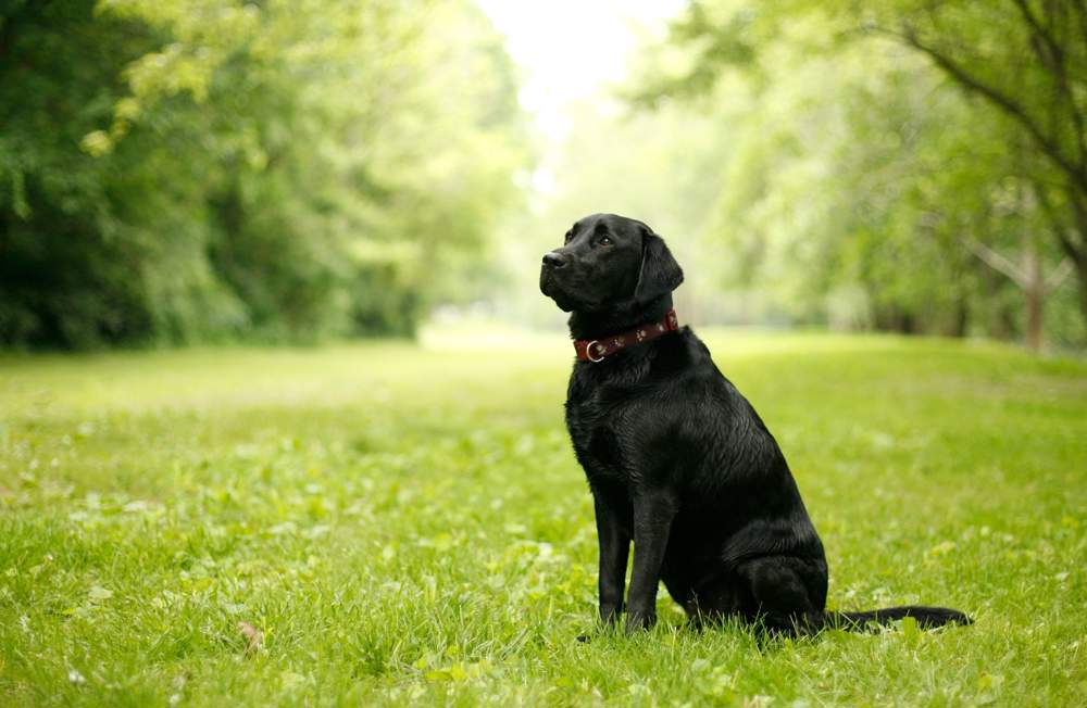 Labrador negro.