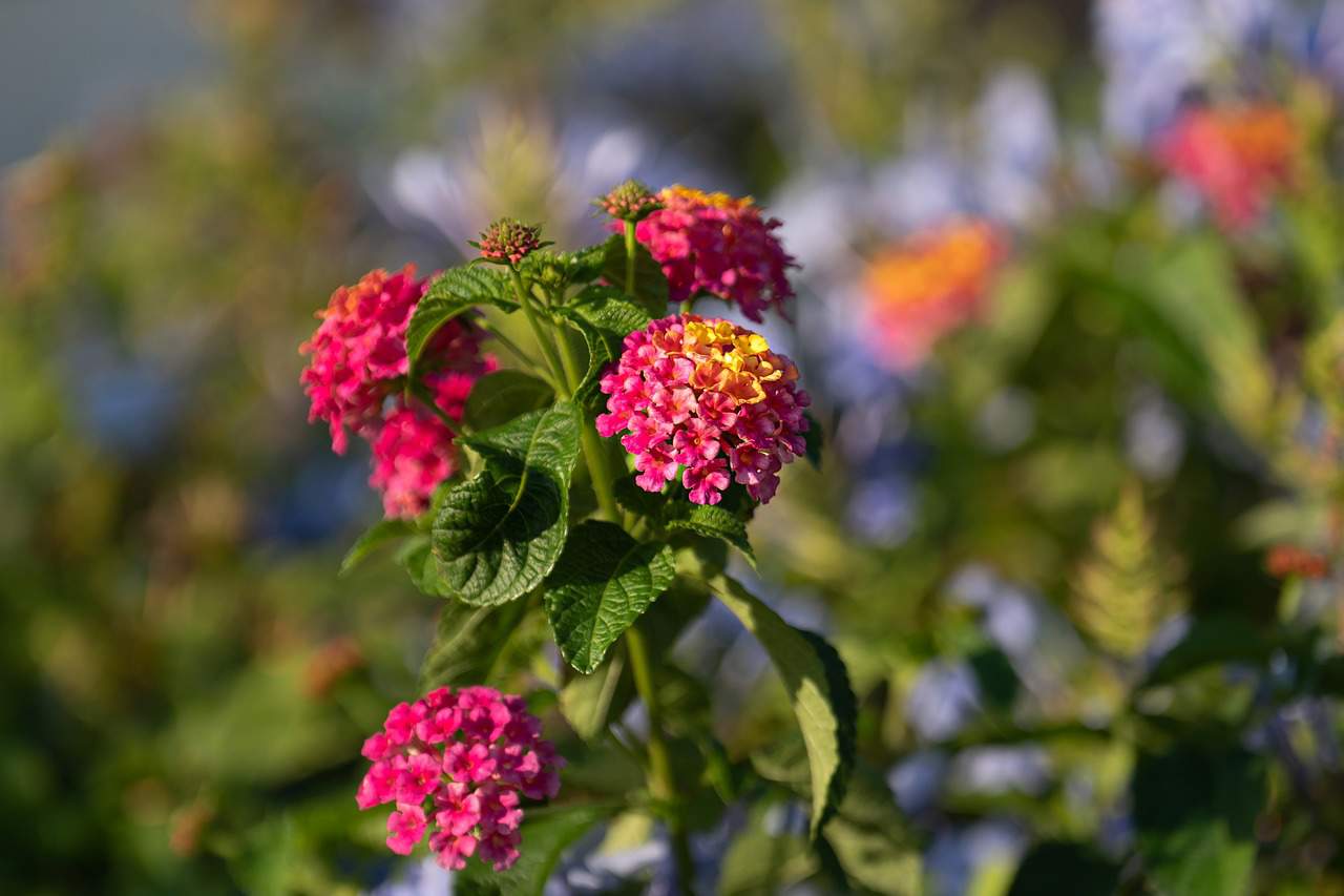 Lantana.