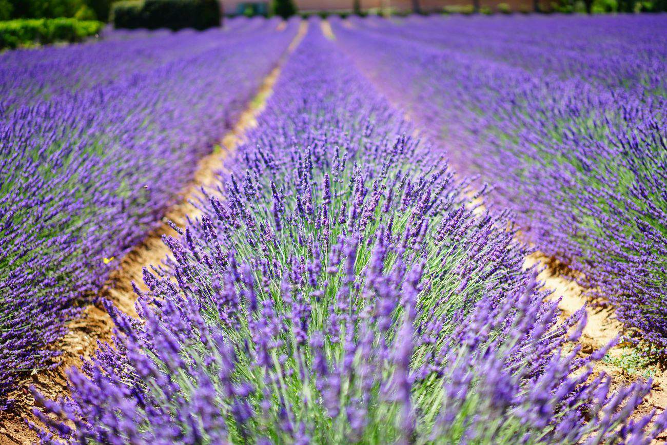 Lavanda