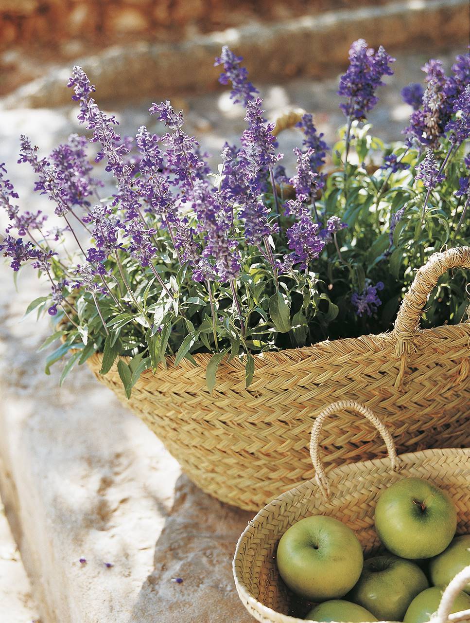 Planta medicinales: lavanda. 