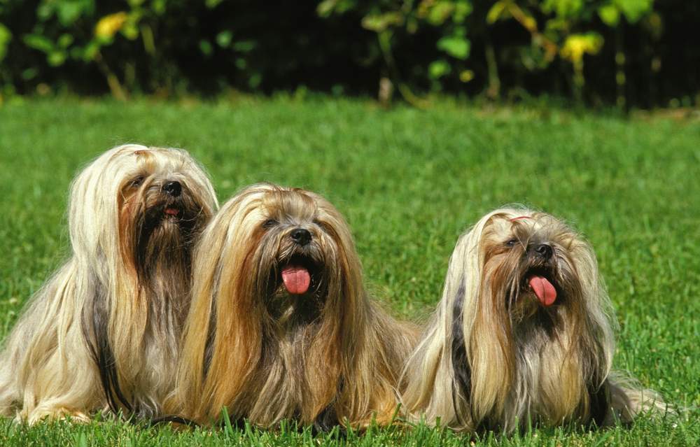 Lhasa apso.