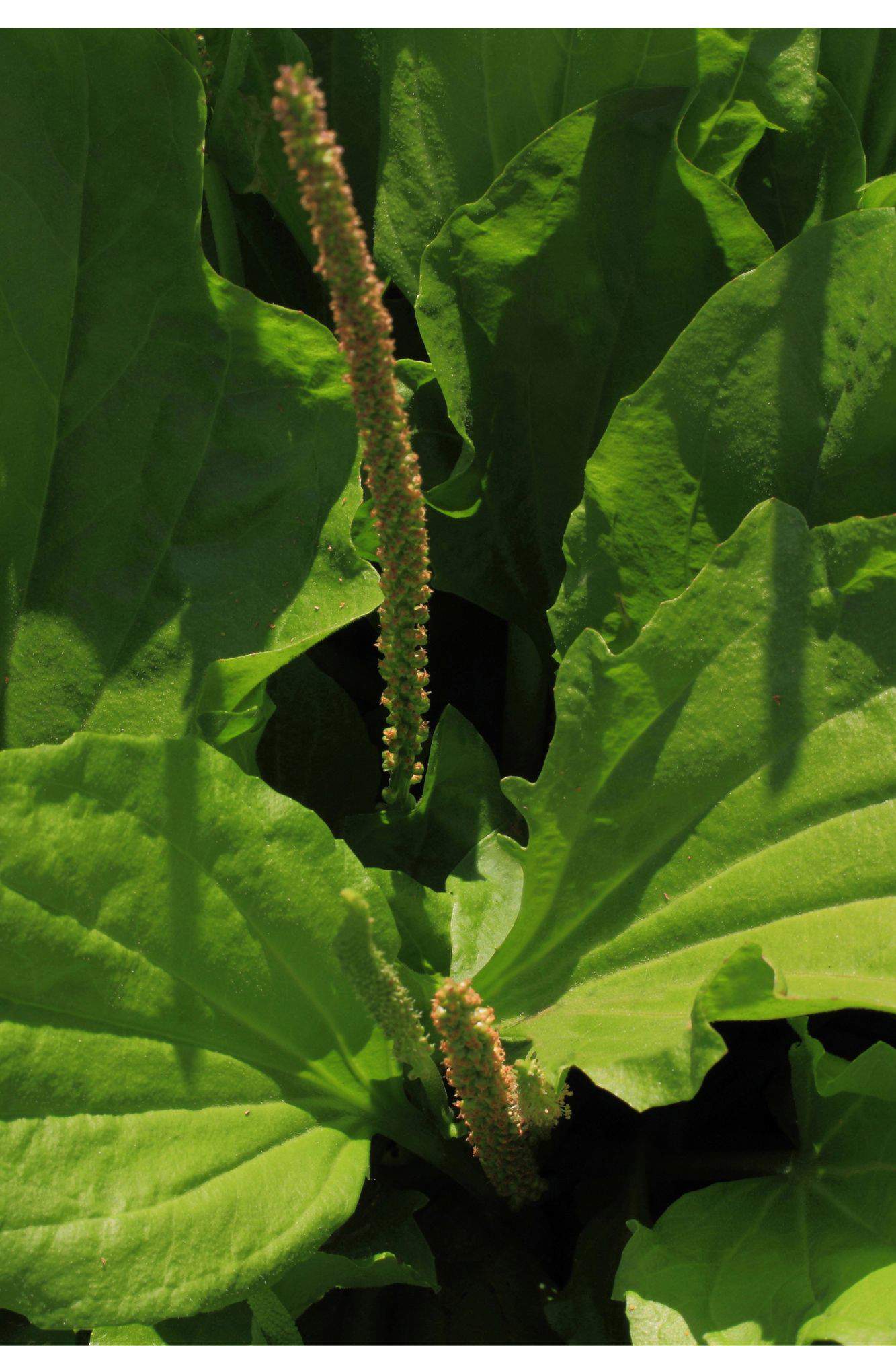 Planta medicinal Llantén.