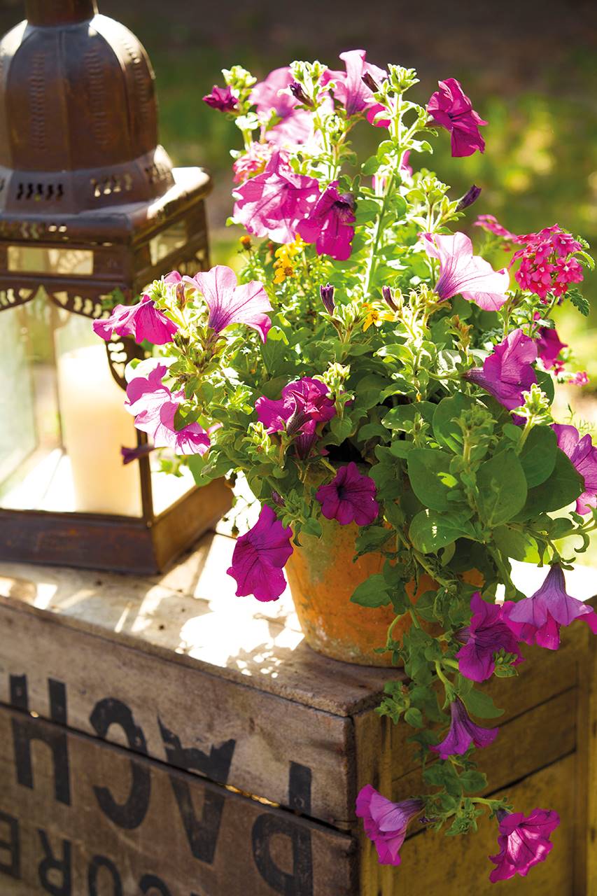 Maceta de barro con lantana y petunias.