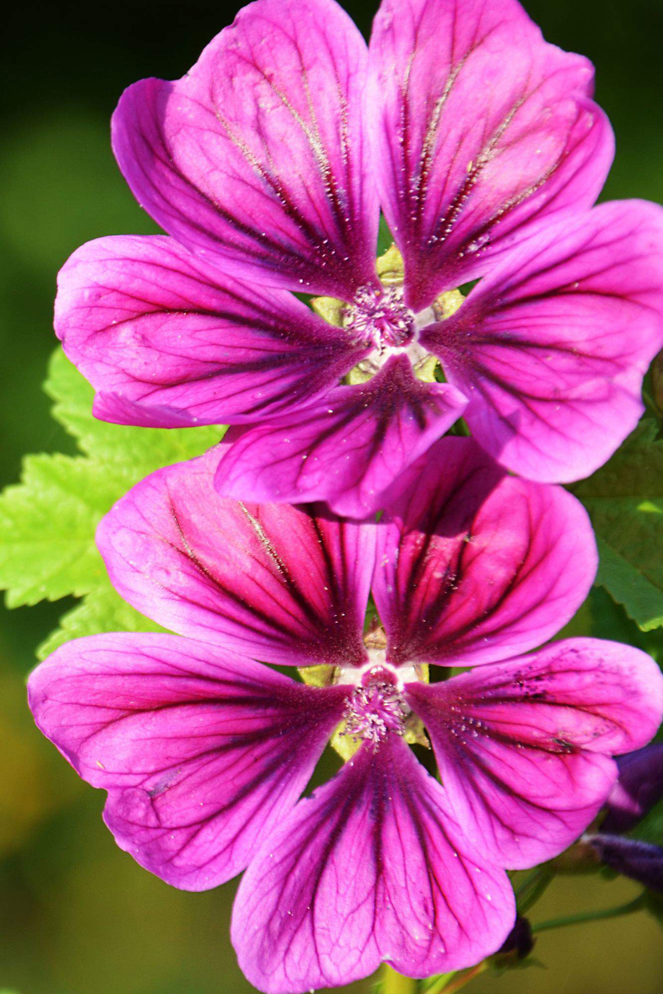 Planta medicinal Malva.