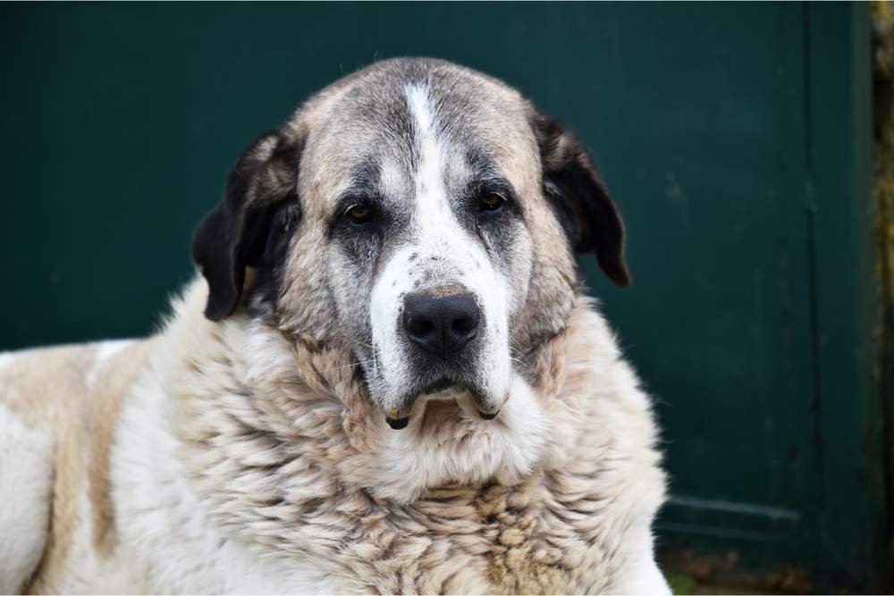 Perro mastín del Pirineo